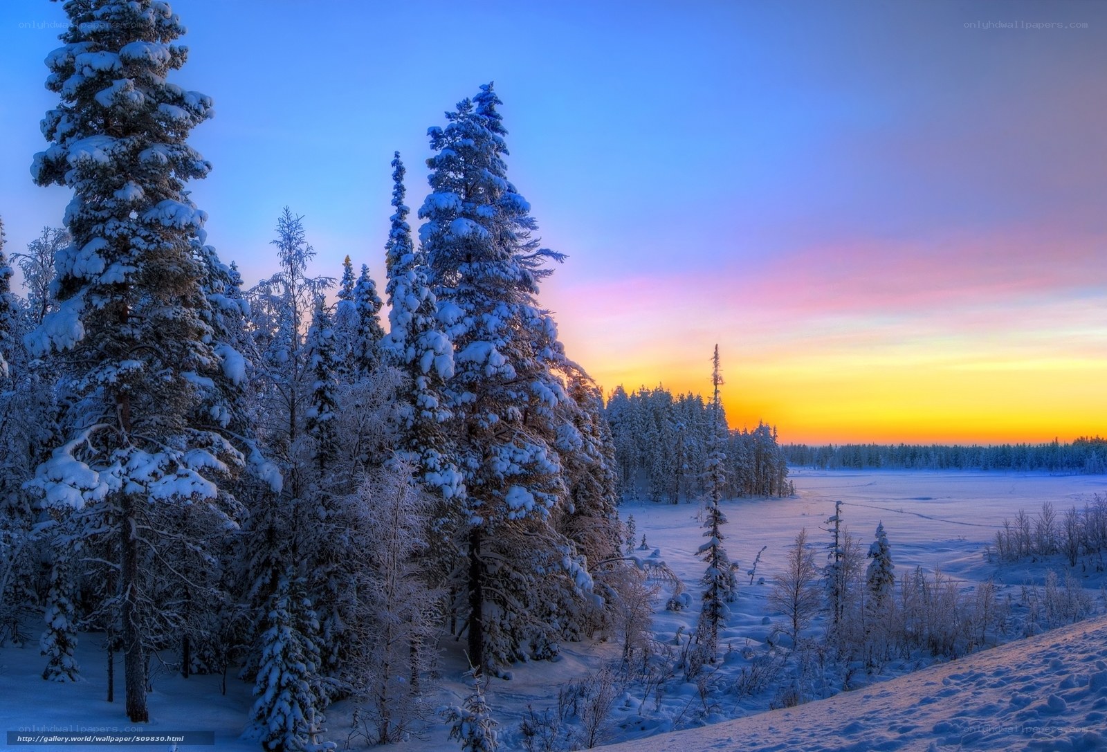 Snowy forest at sunset