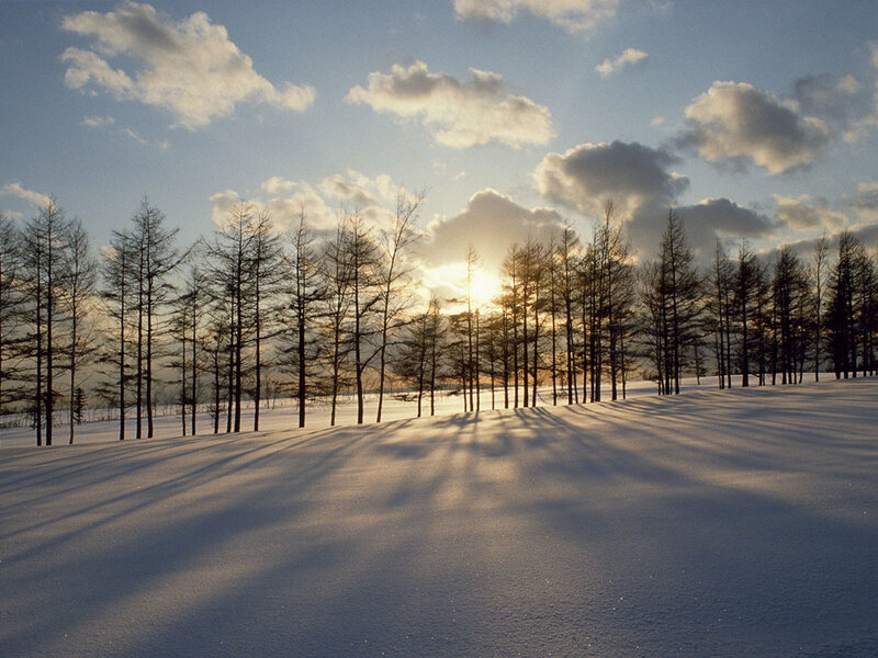 Snowy forest at sunset