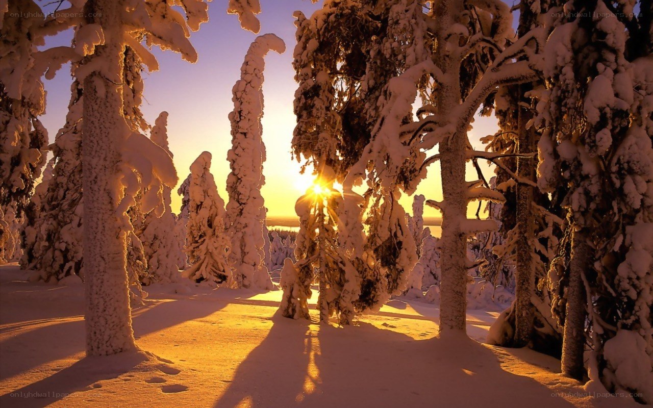 Snowy forest at sunset