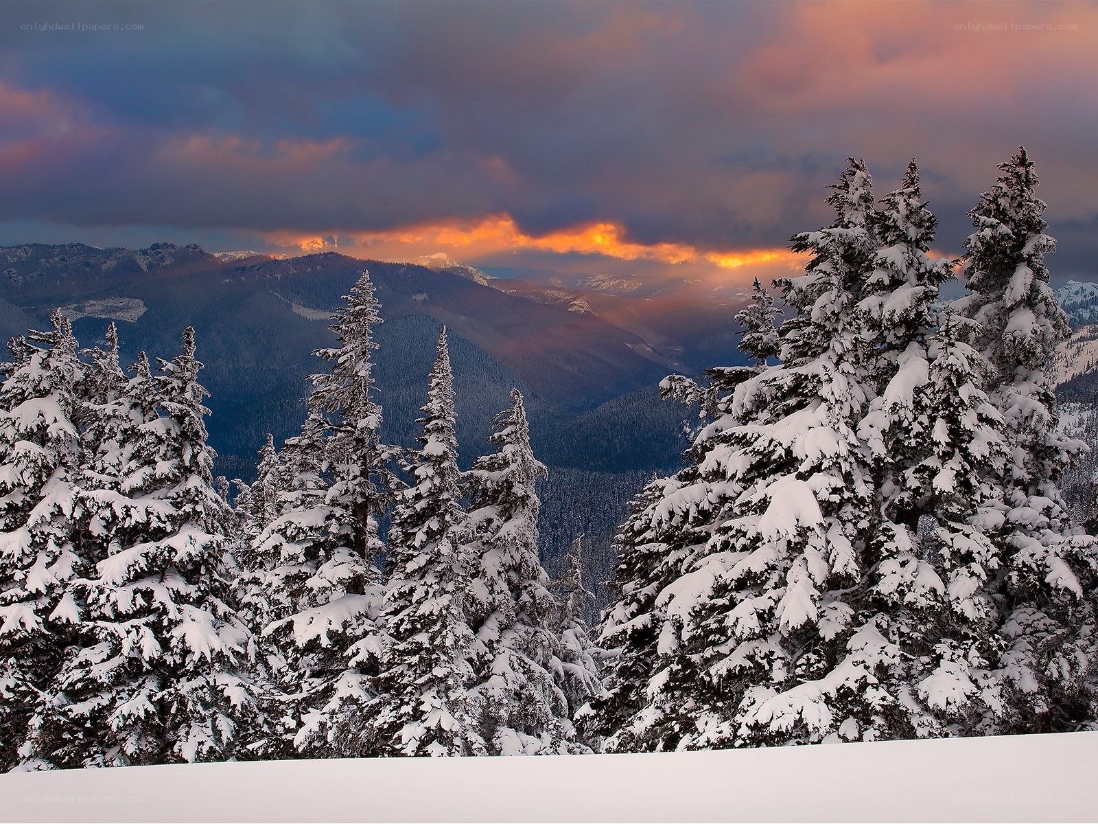 Snowy forest at sunset