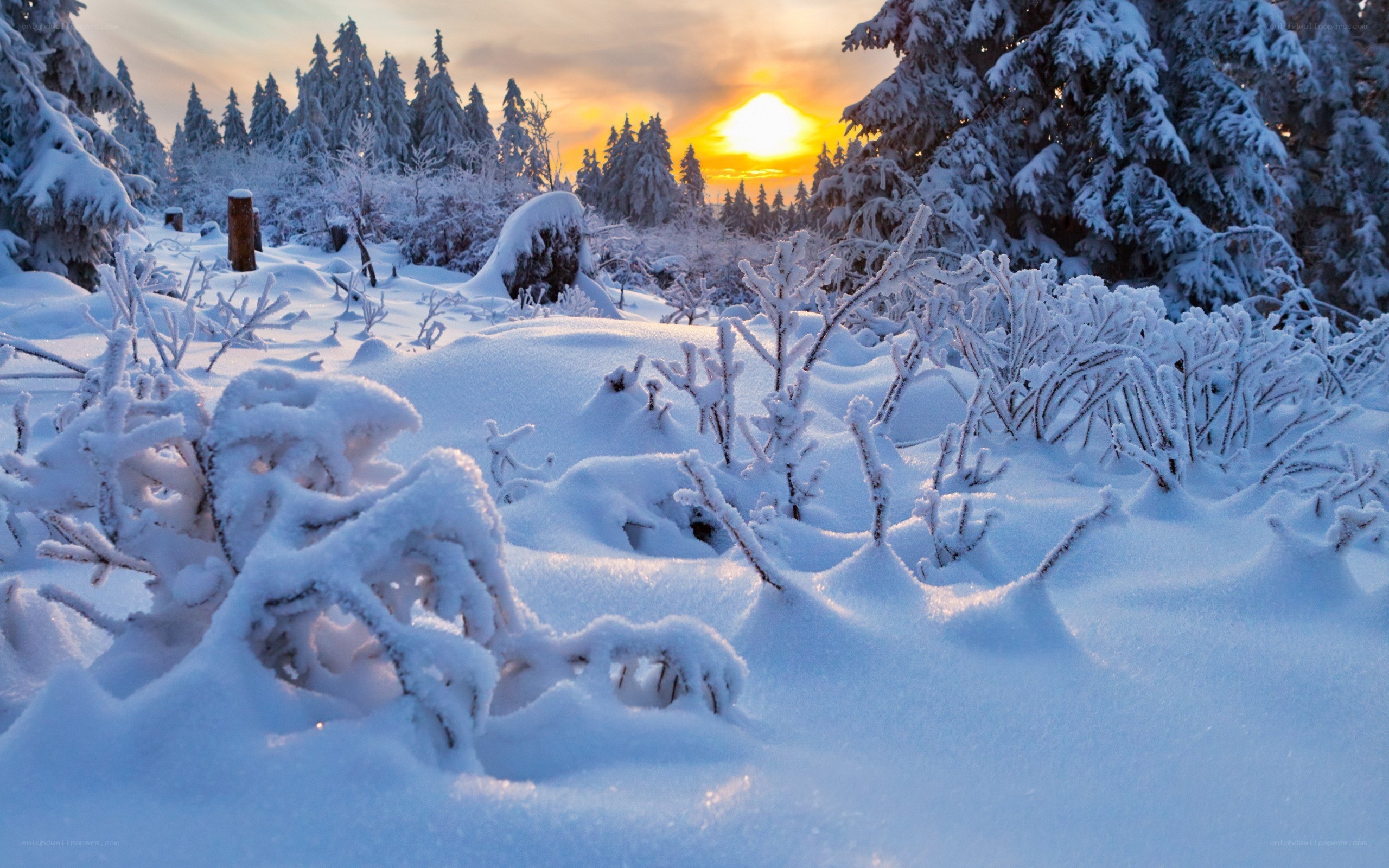 Snowy forest at sunset