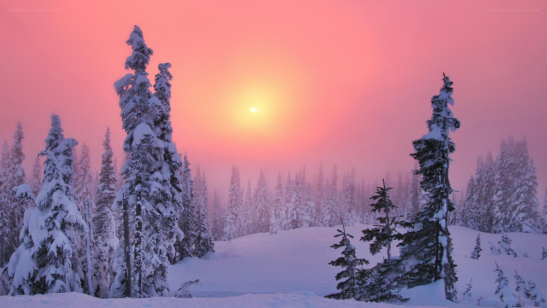 Snowy forest at sunset