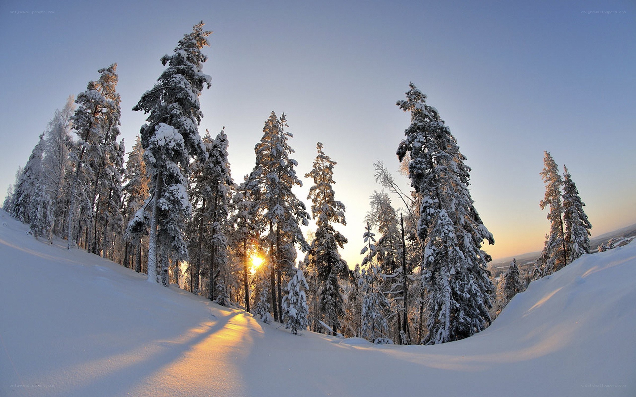 Snowy forest at sunset