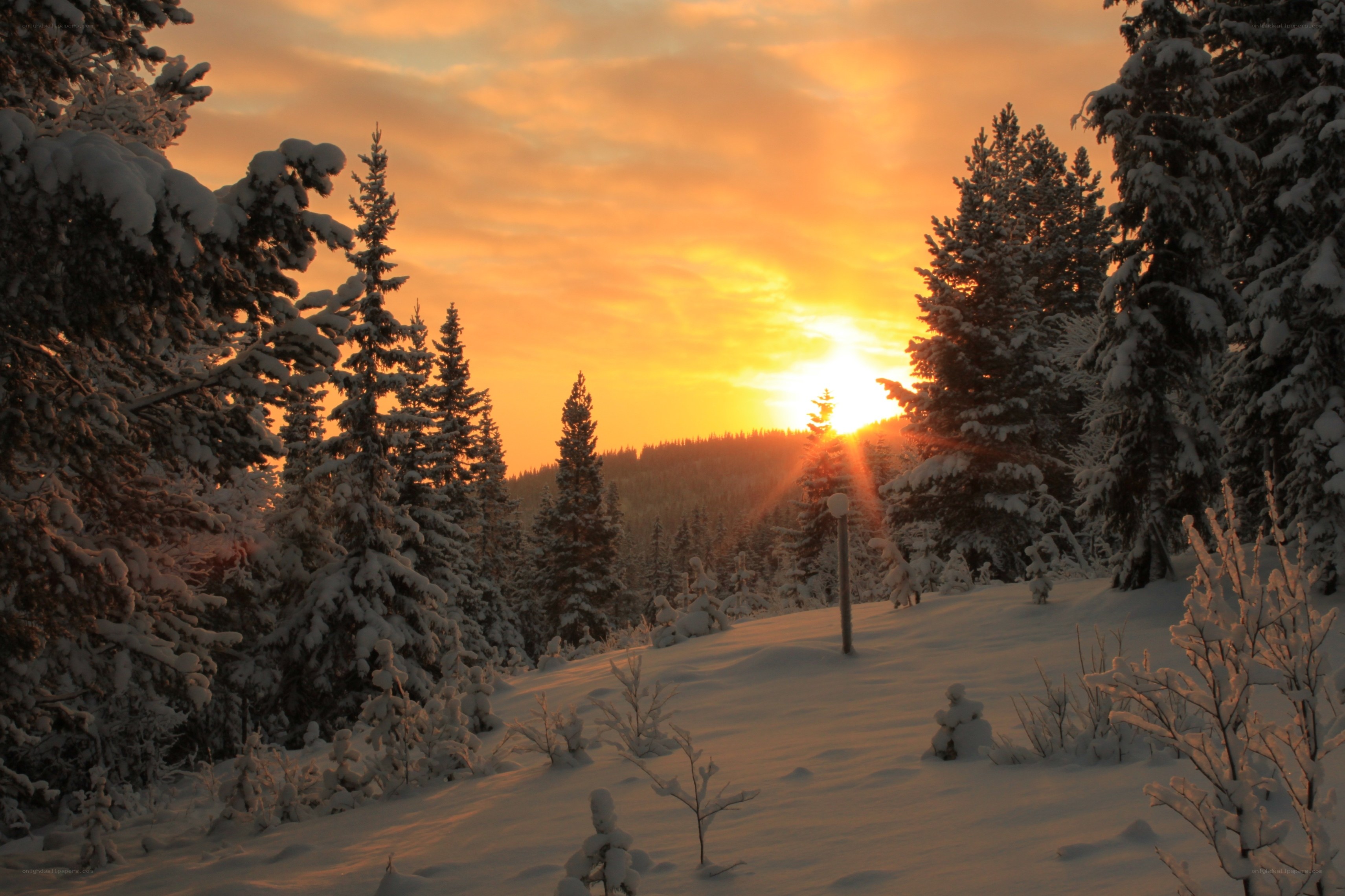 Snowy forest at sunset