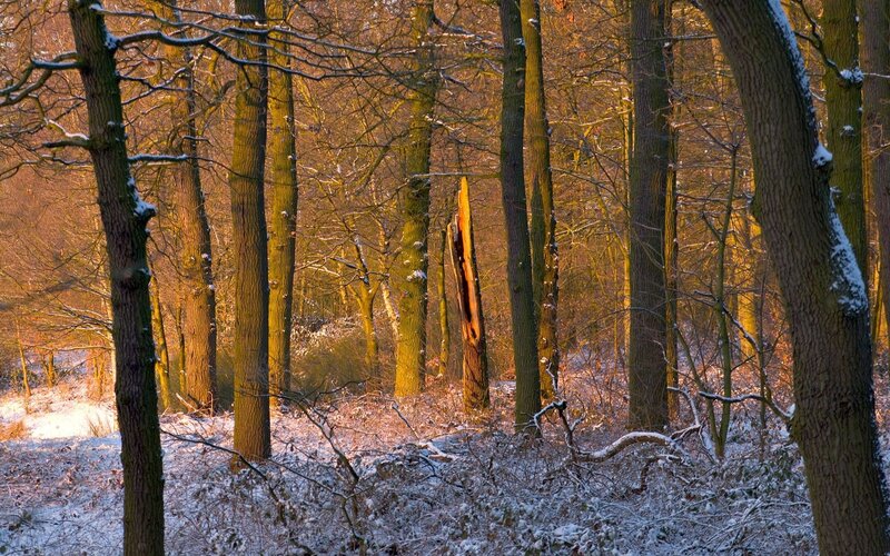 Snowy forest at sunset