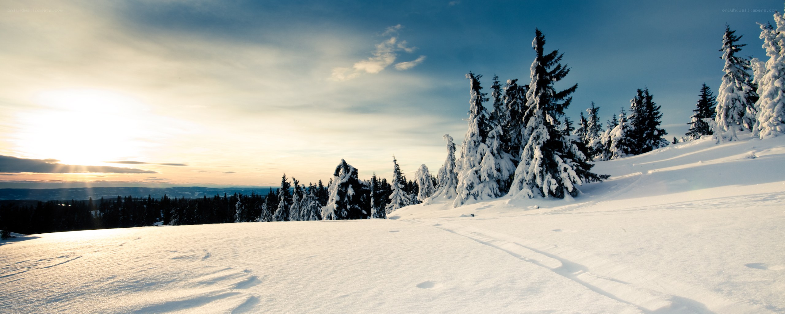 Snowy forest at sunset