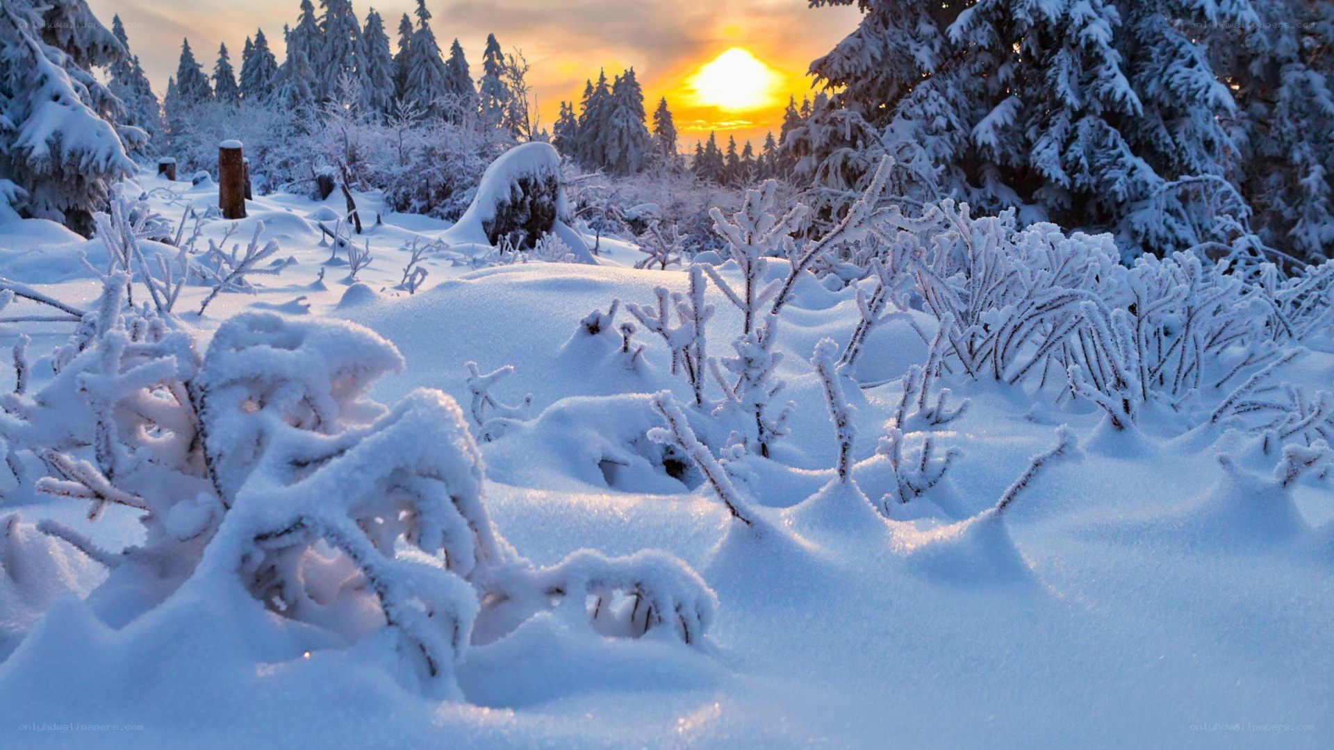 Snowy forest at sunset