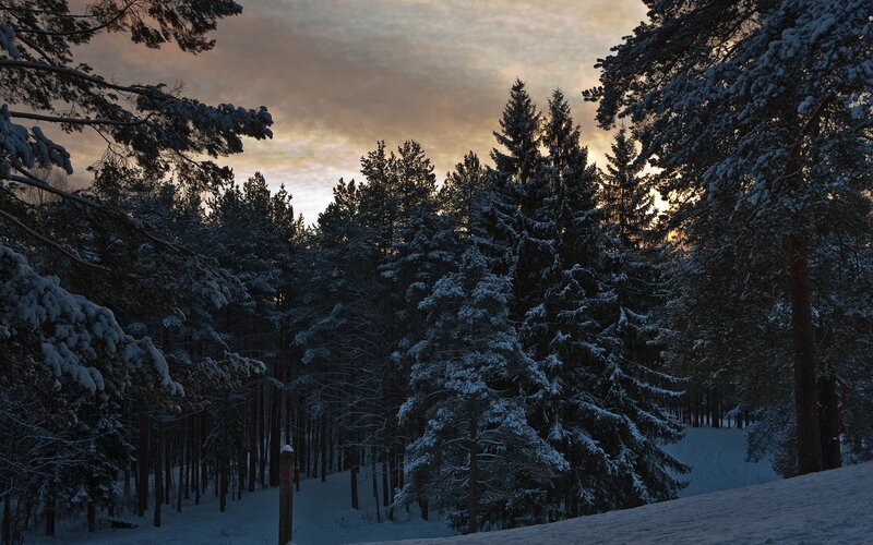 Snowy forest at sunset