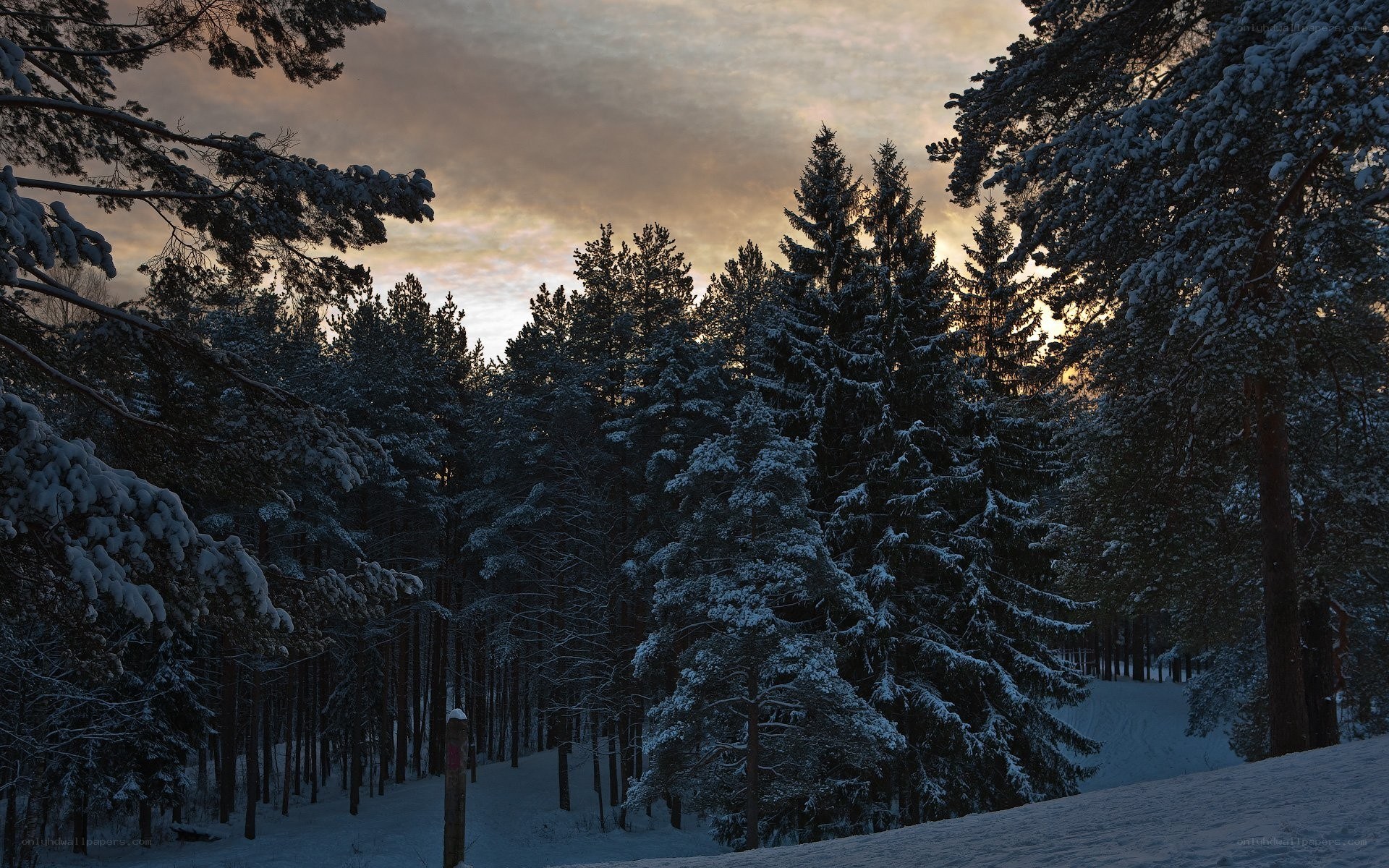 Snowy forest at sunset
