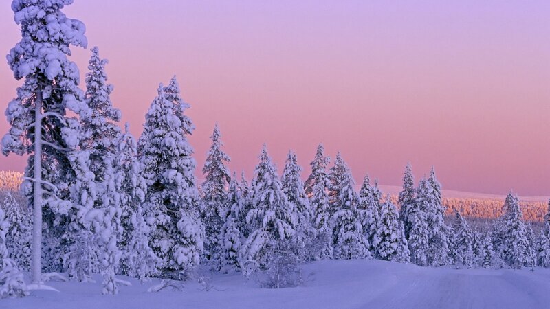 Snowy forest at sunset