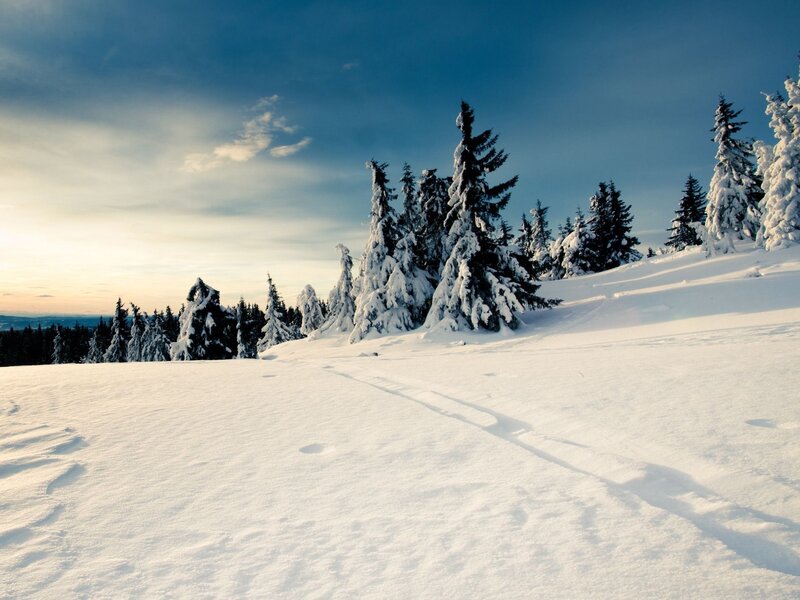 Snowy forest at sunset