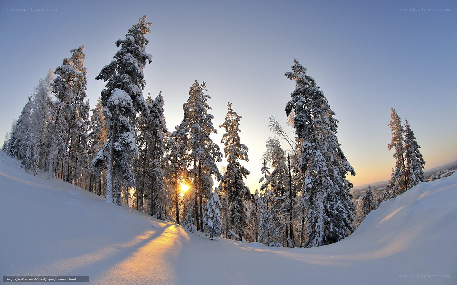 Snowy forest at sunset