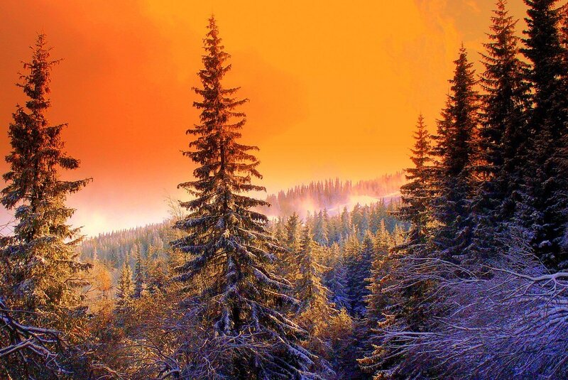 Snowy forest at sunset