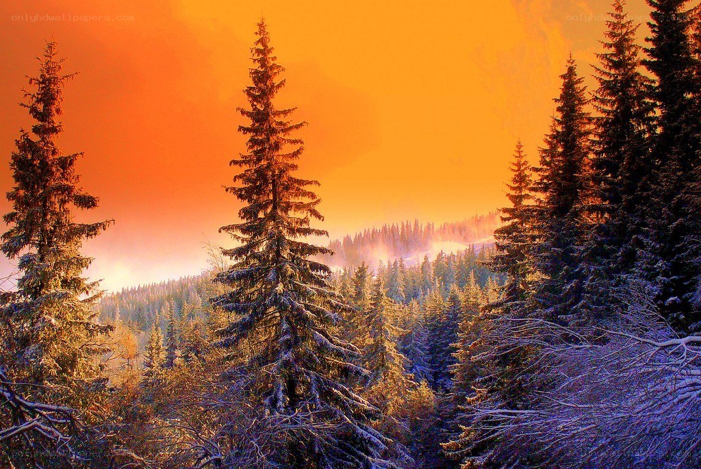 Snowy forest at sunset