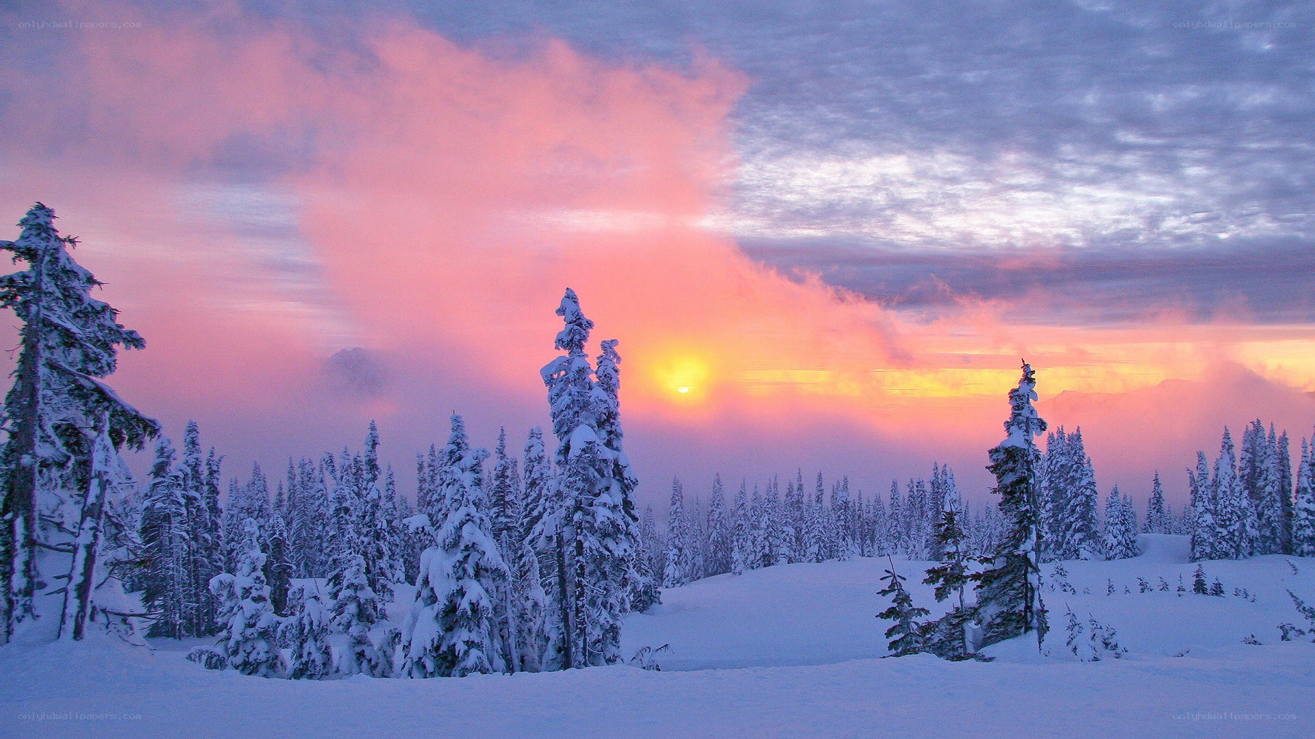 Snowy forest at sunset