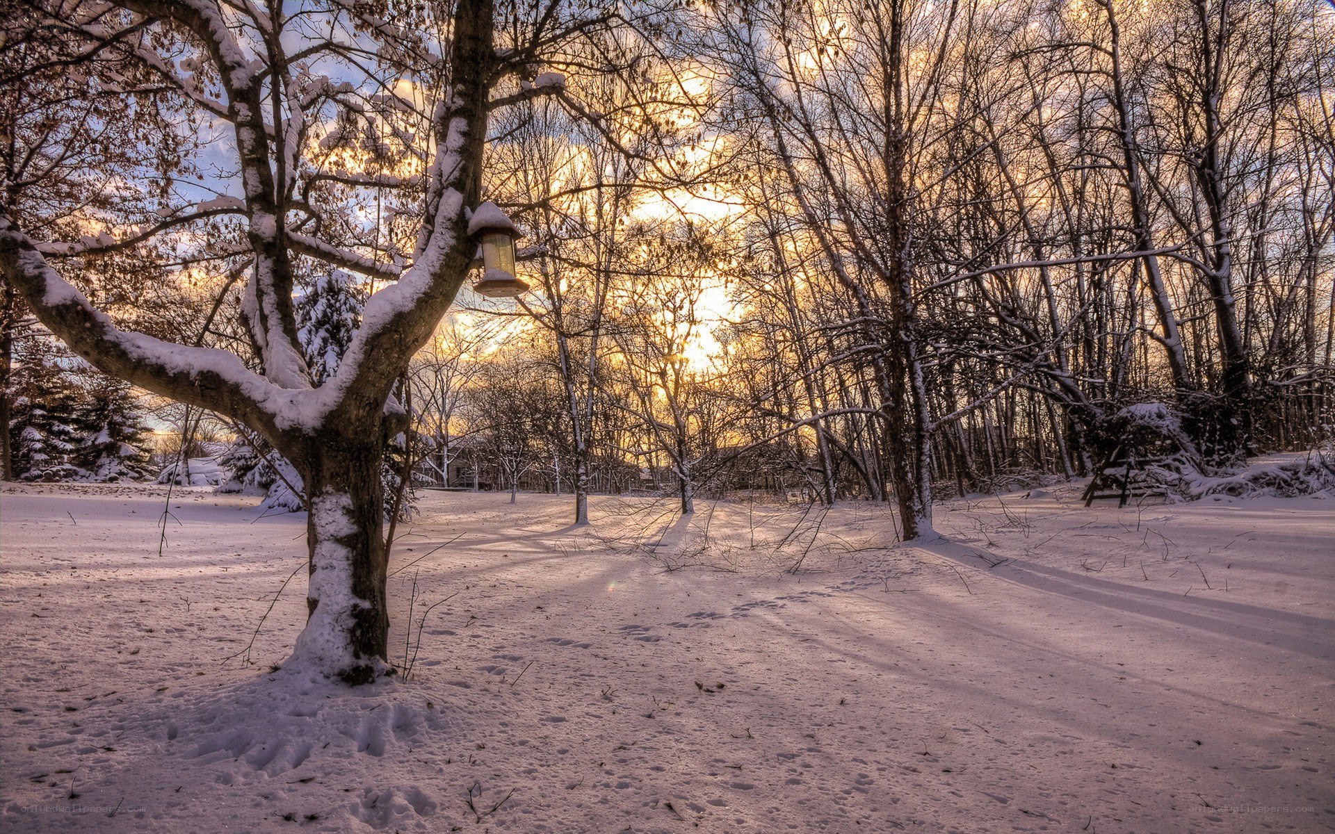 Snowy forest at sunset
