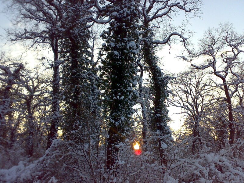 Snowy forest at sunset