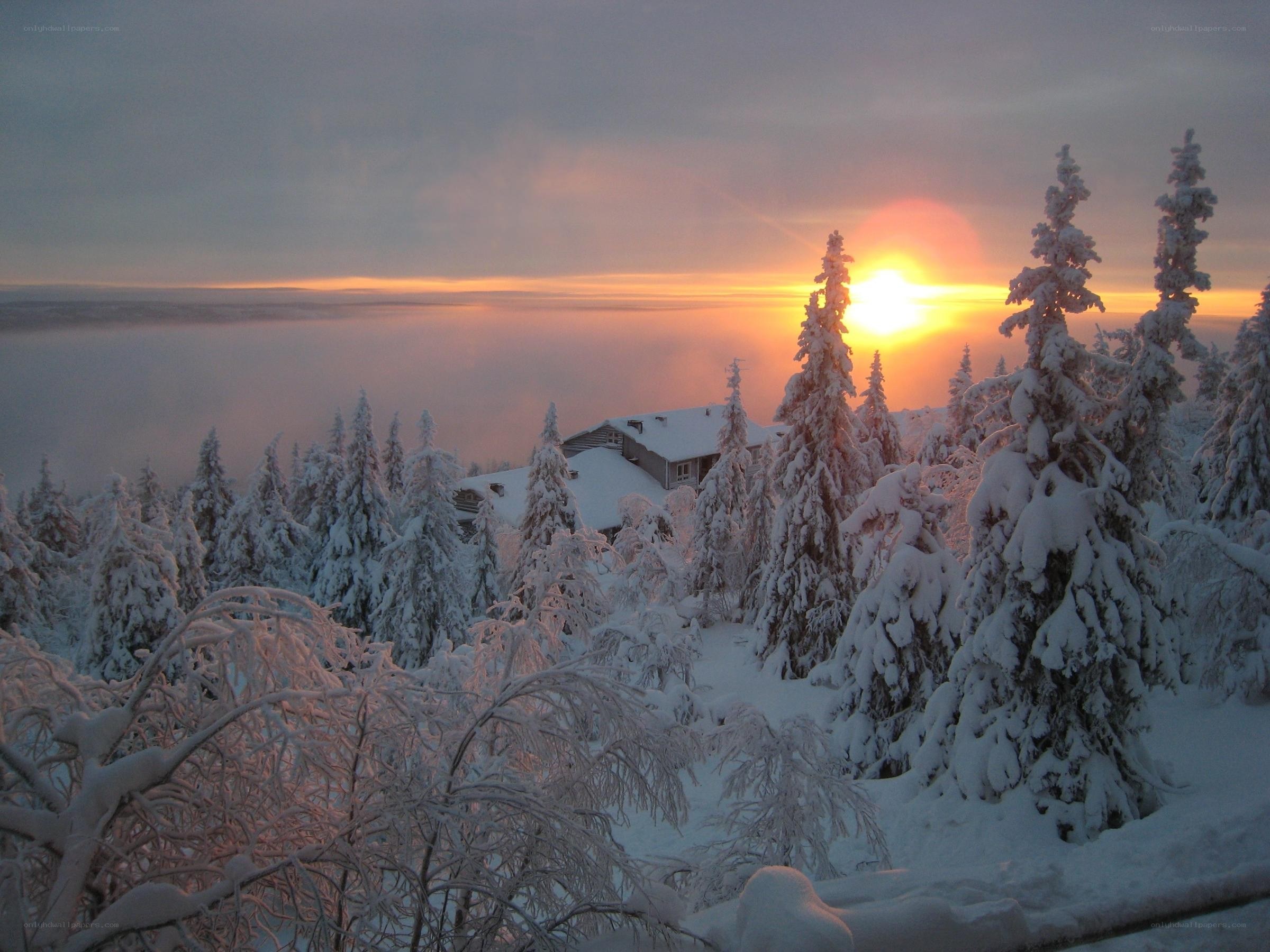 Snowy forest at sunset
