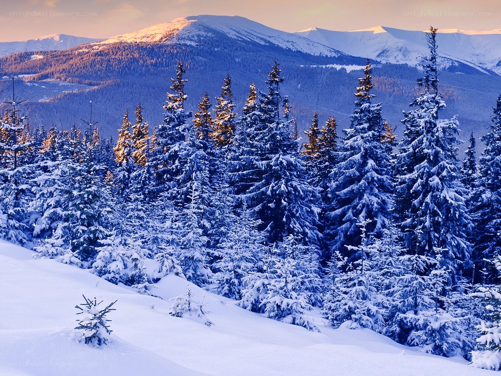 Snowy forest at sunset