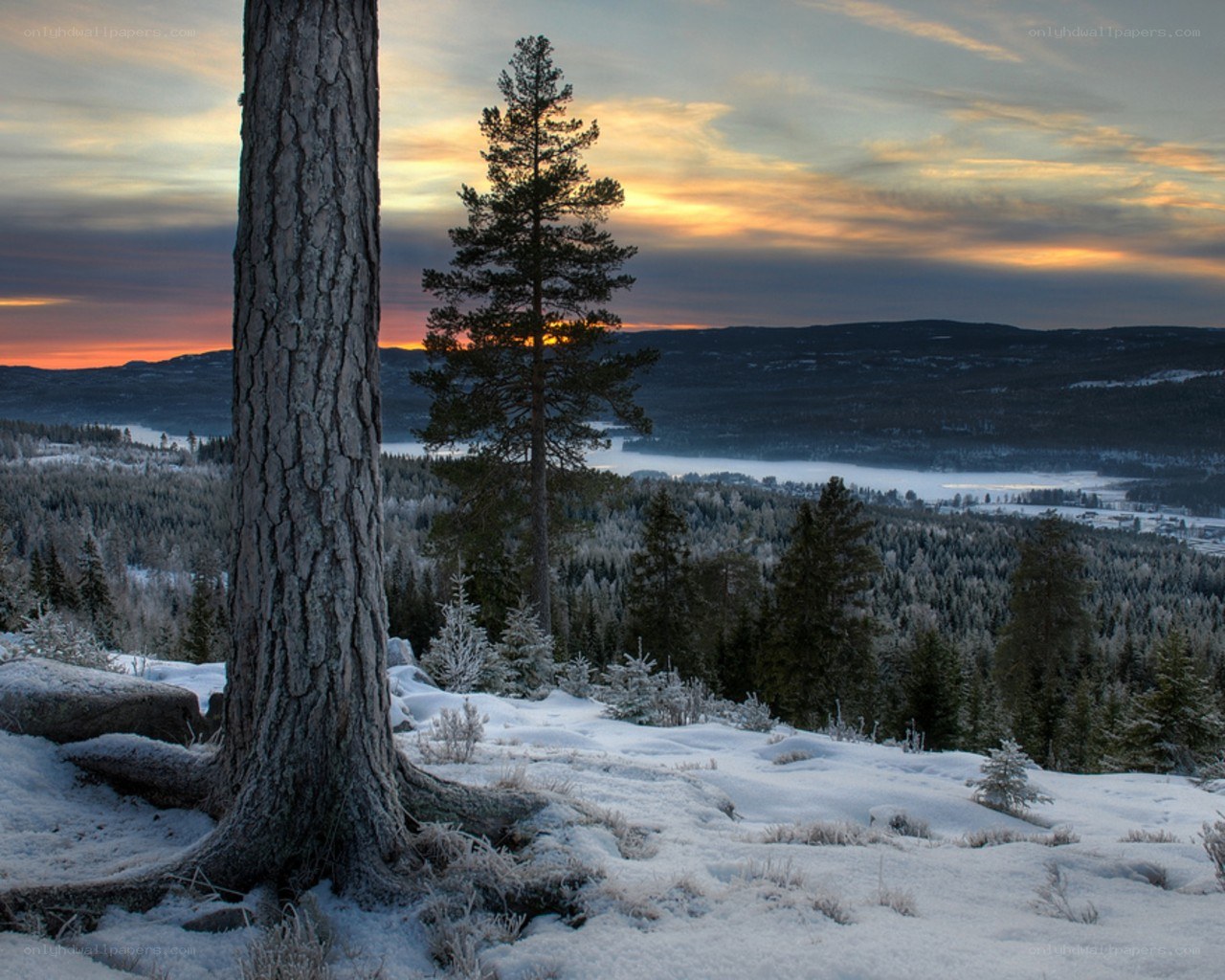Snowy forest at sunset