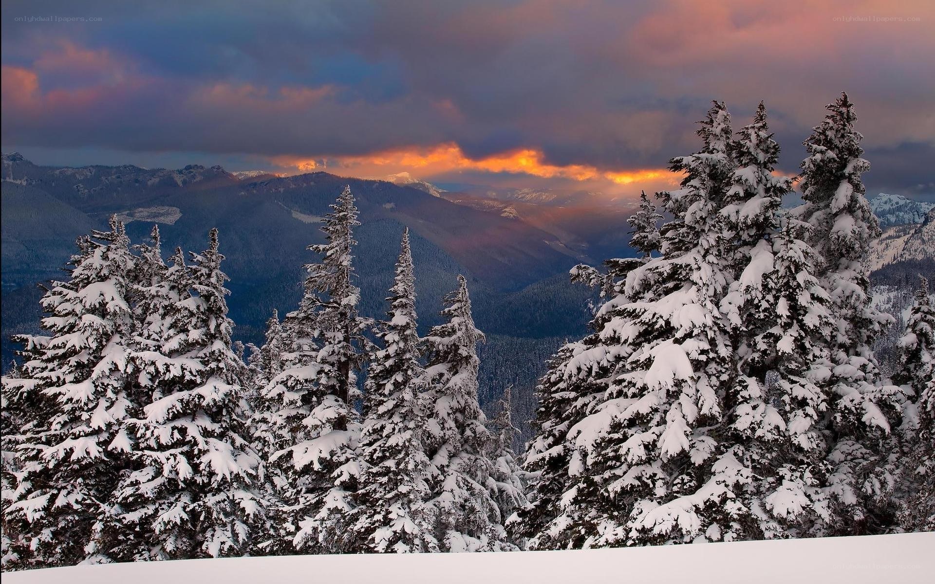 Snowy forest at sunset