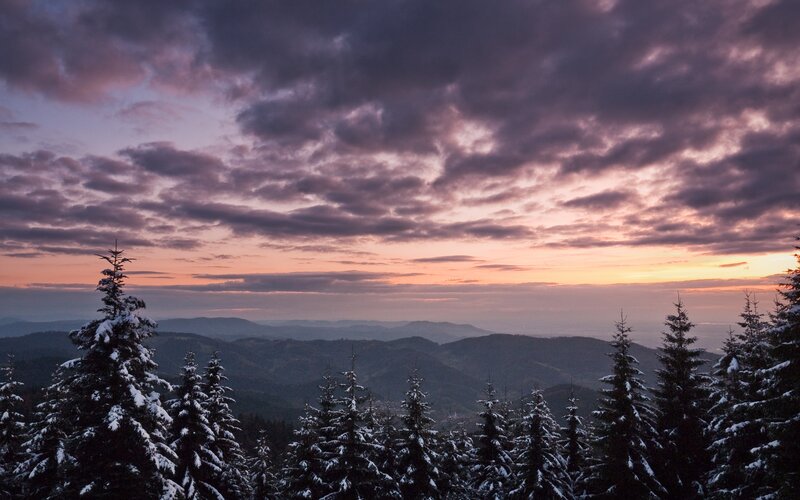 Snowy forest at sunset