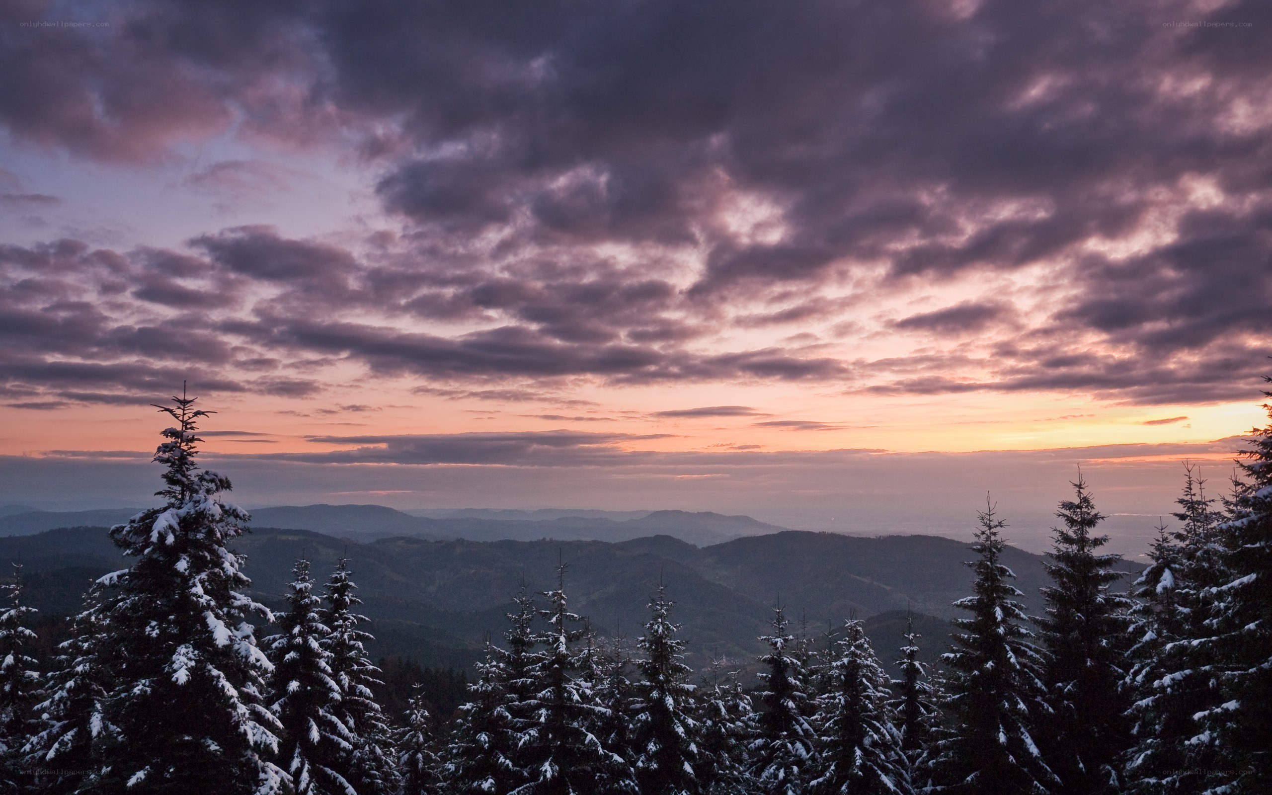Snowy forest at sunset