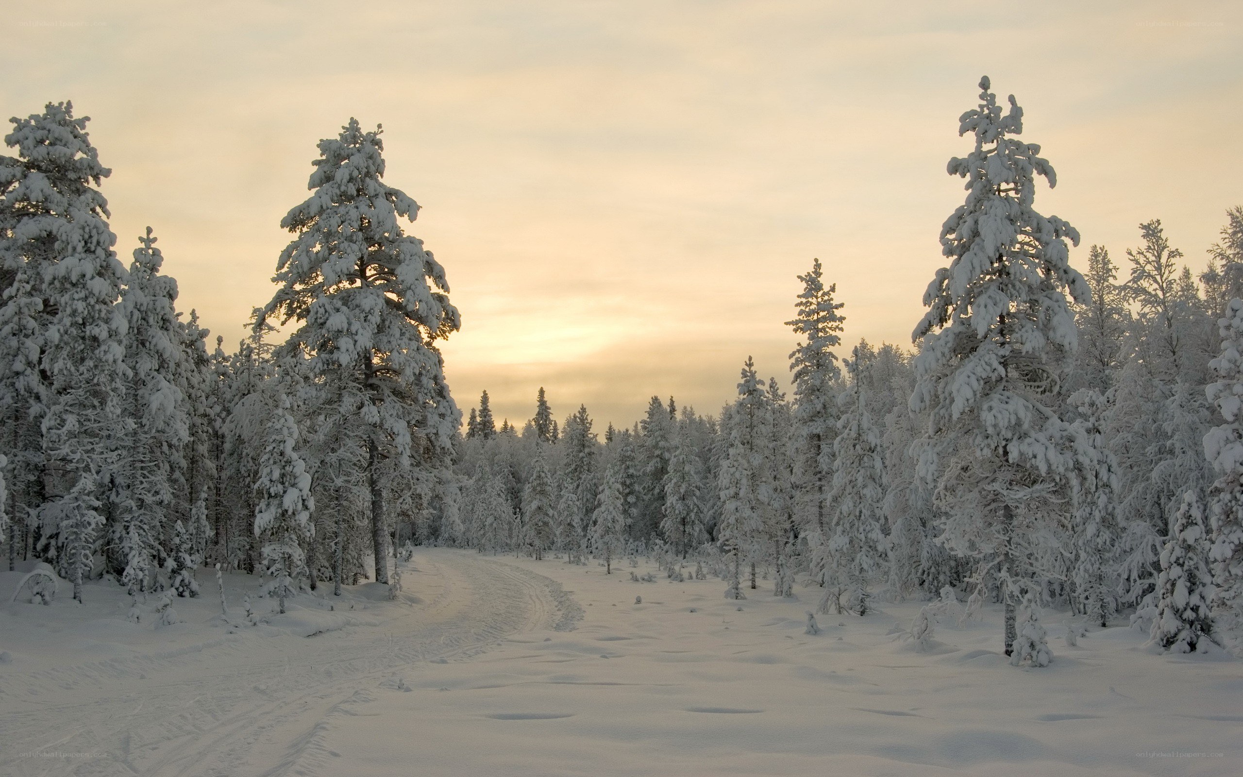 snowy forest at sunset