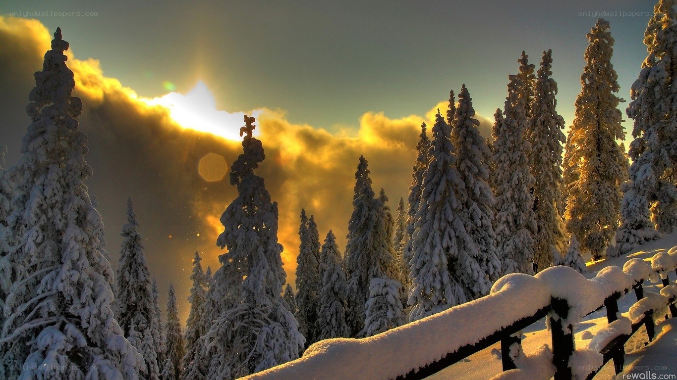 Snowy forest at sunset