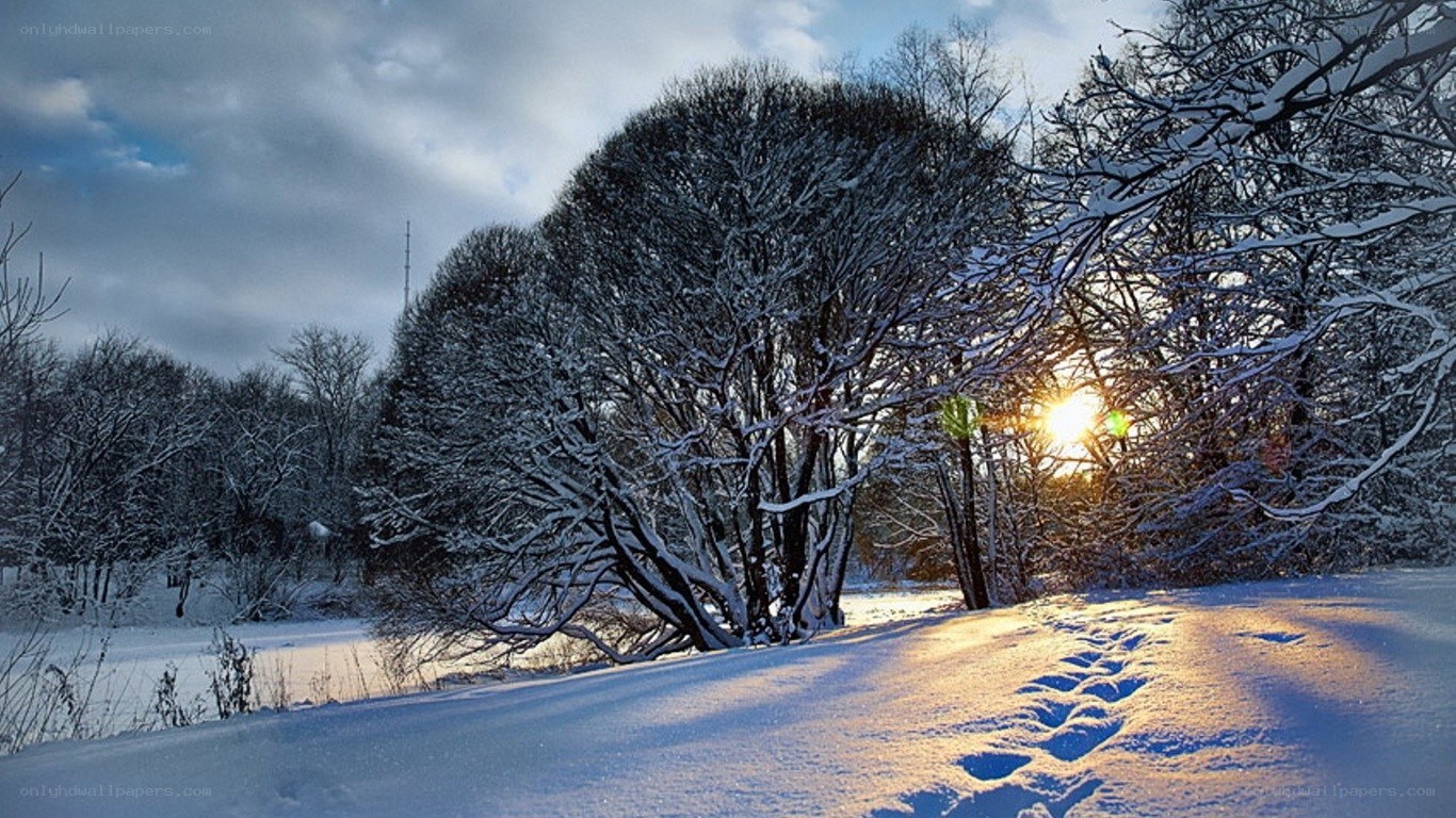 Snowy forest at sunset
