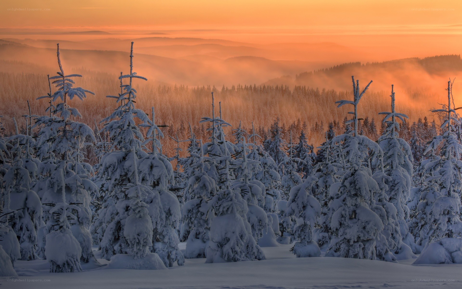 Snowy forest at sunset
