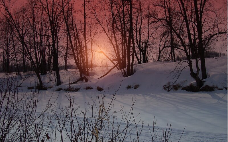 Snowy Forest at Sunset — Red