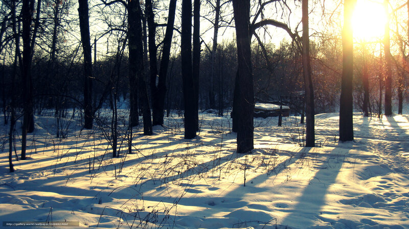 Snowy Forest at Sunset — White, Serene