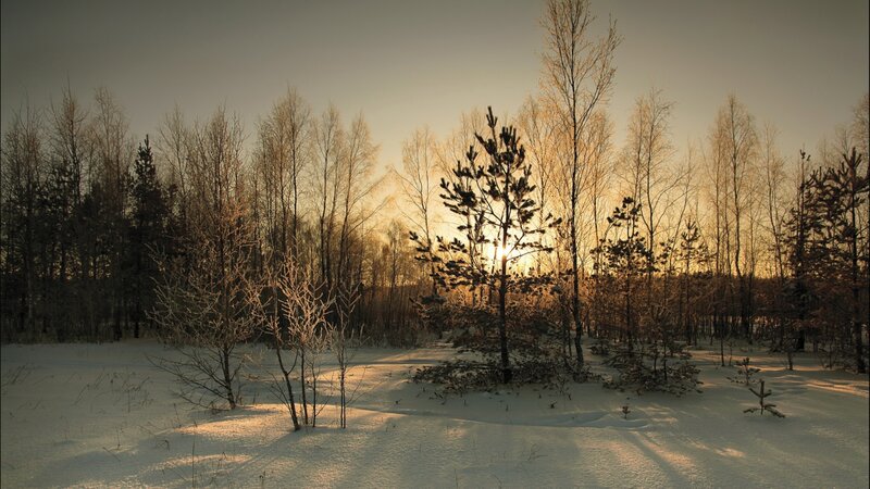 Snowy Forest at Sunset — White
