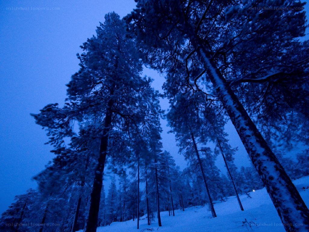 Snowy forest at twilight