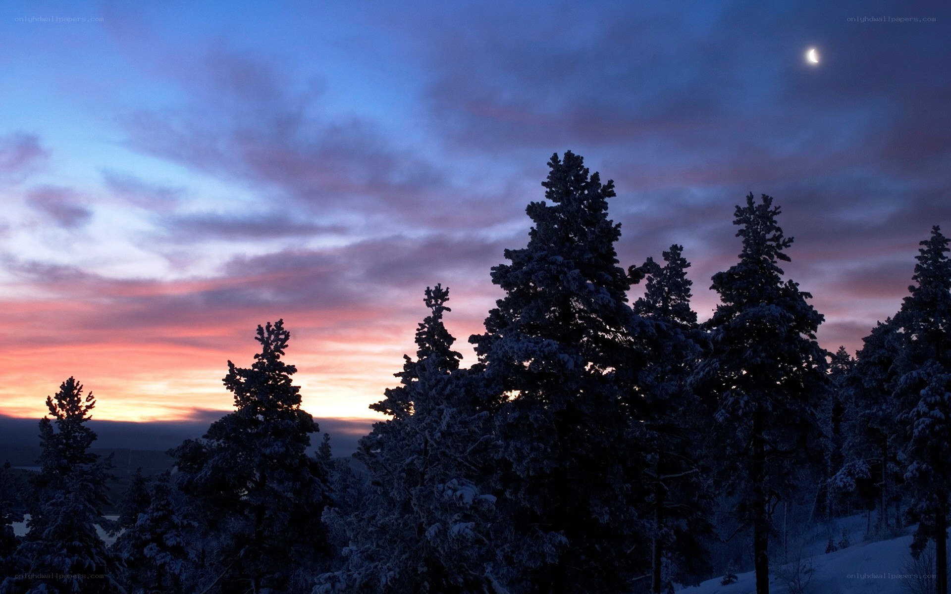 Snowy forest at twilight