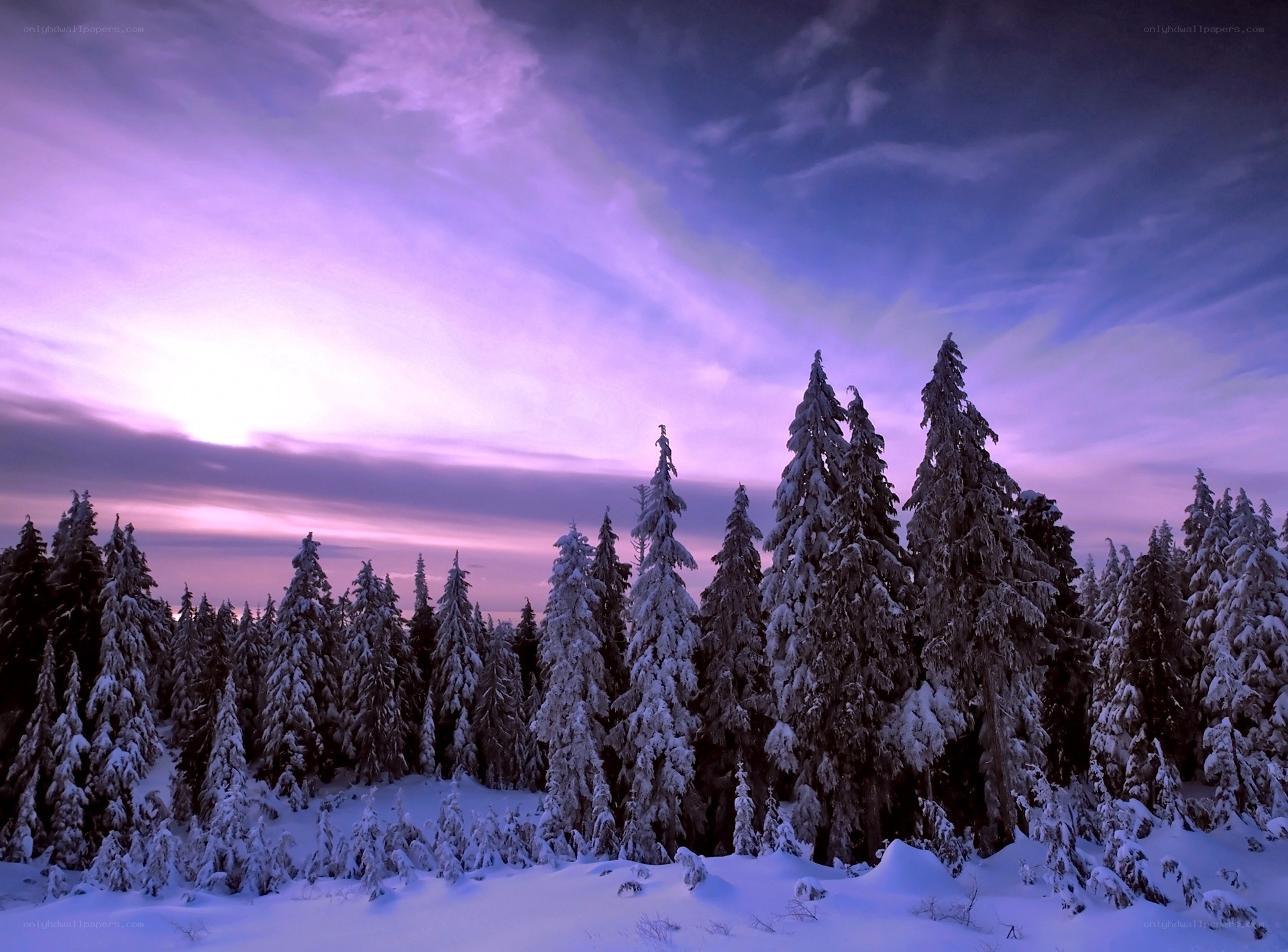 Snowy forest at twilight