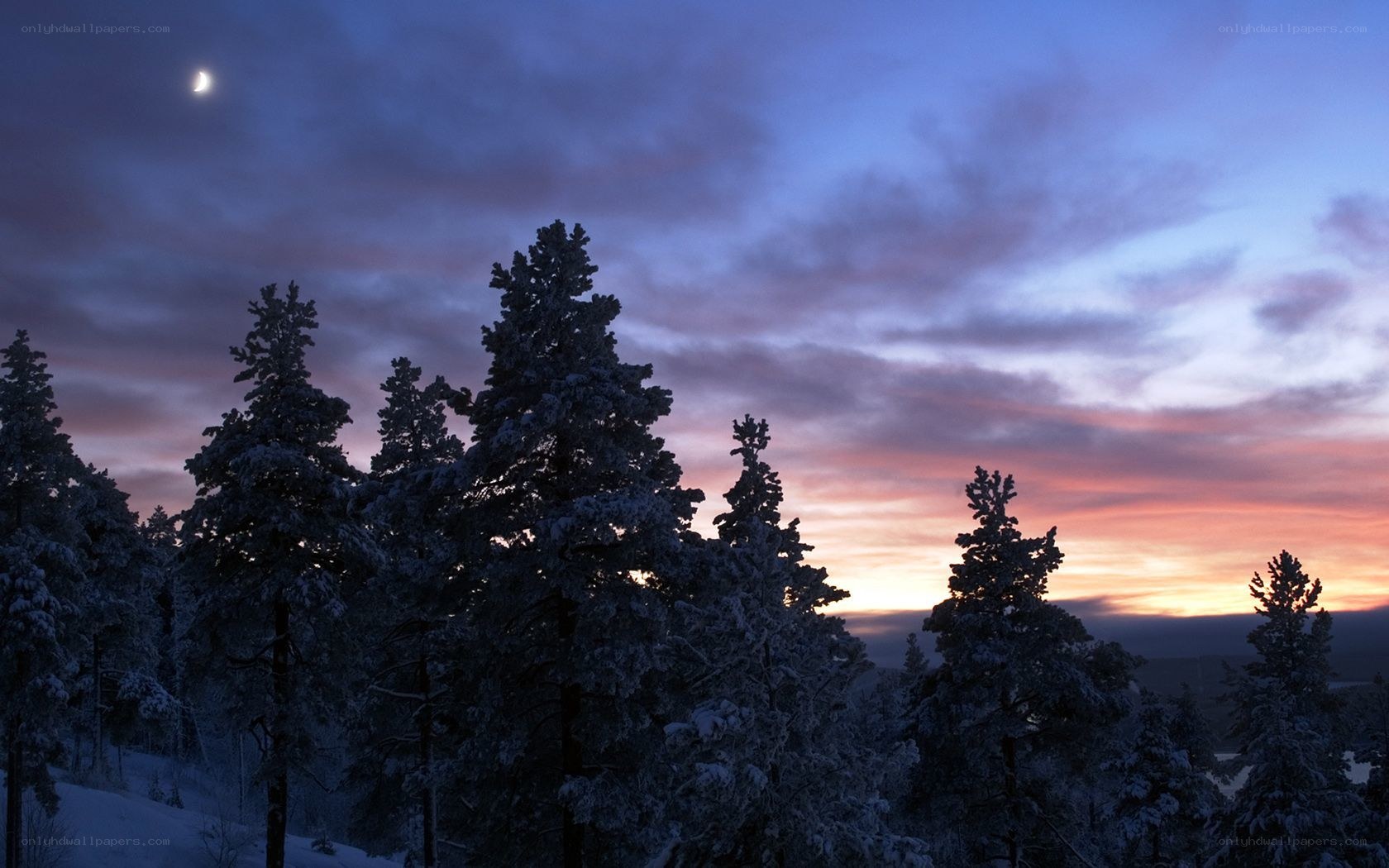 Snowy forest at twilight