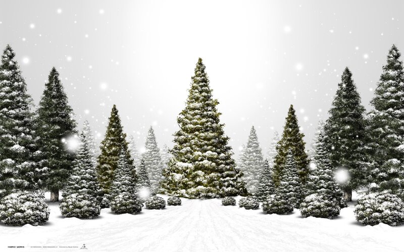 Snowy forest at winter