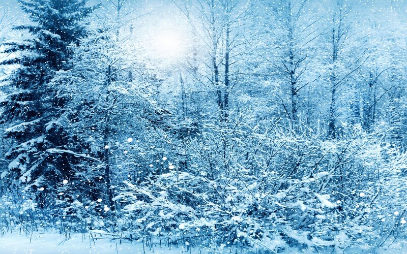 Snowy forest at winter