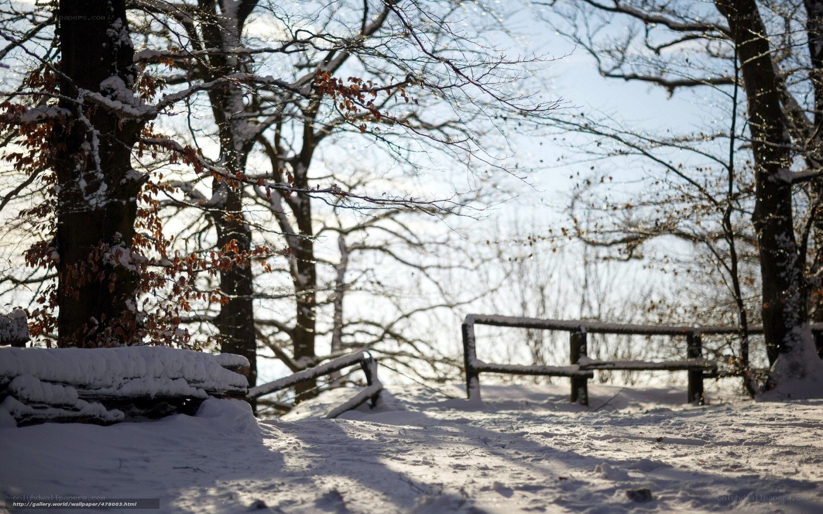 Snowy forest bench