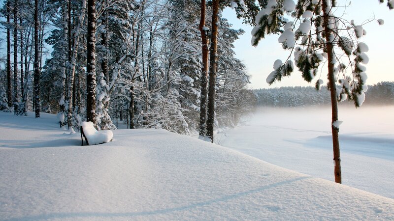 Snowy forest bench