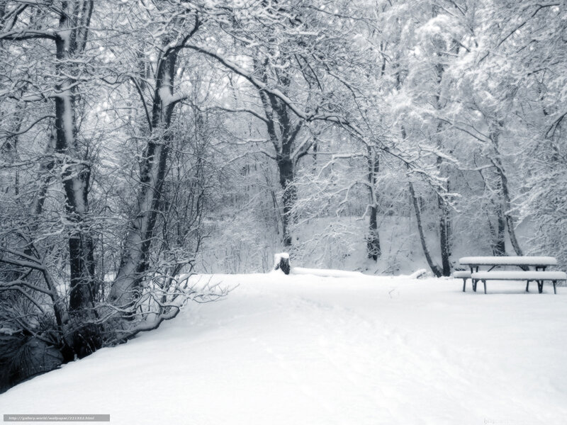 Snowy forest bench