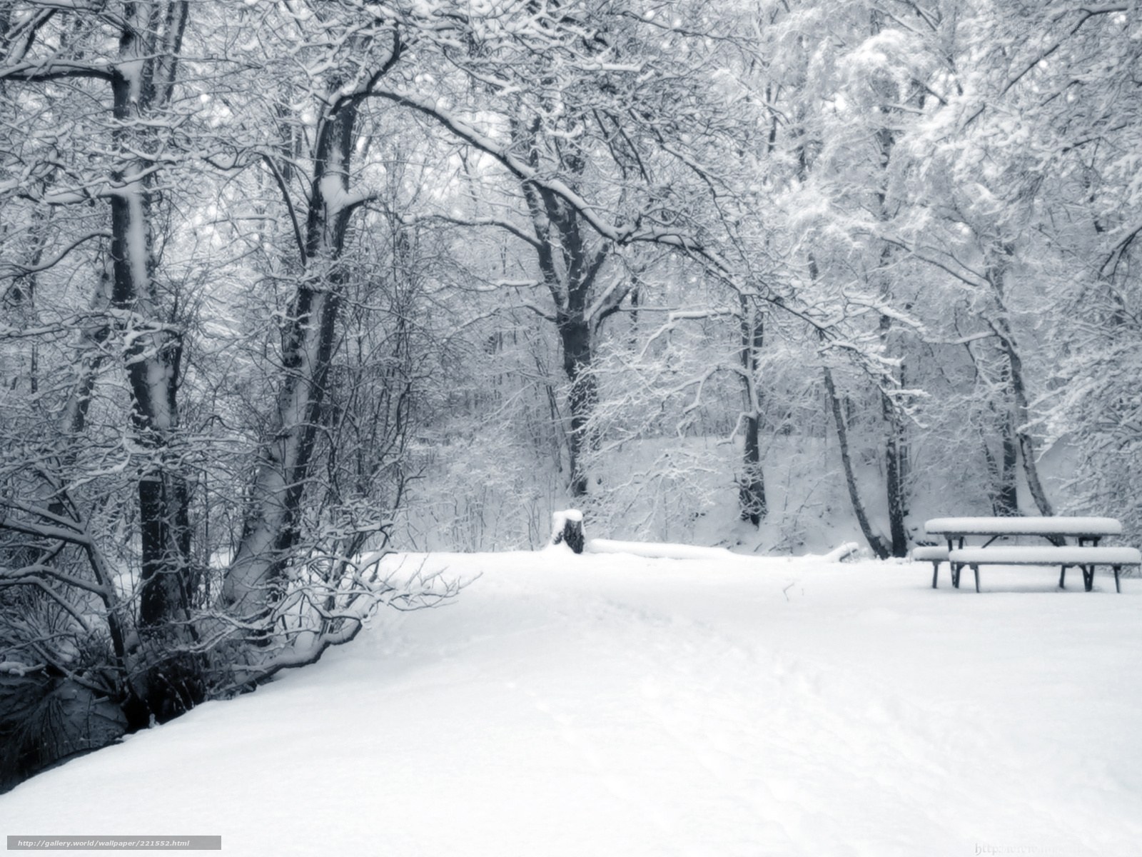 Snowy forest bench