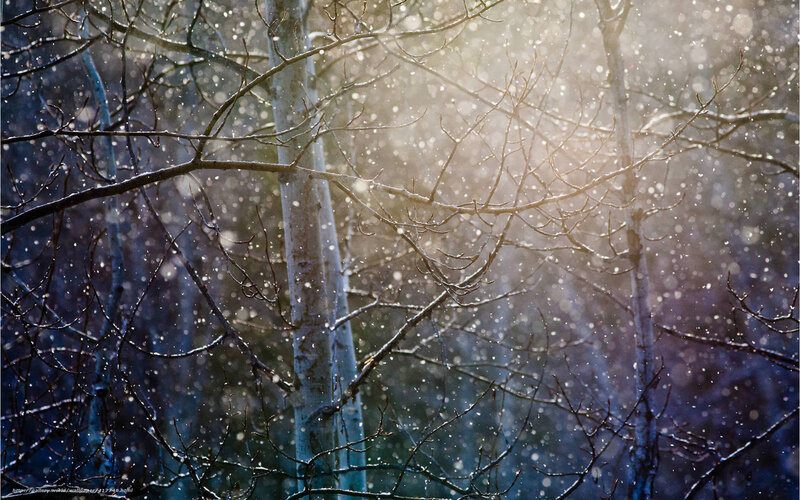 Snowy forest branches