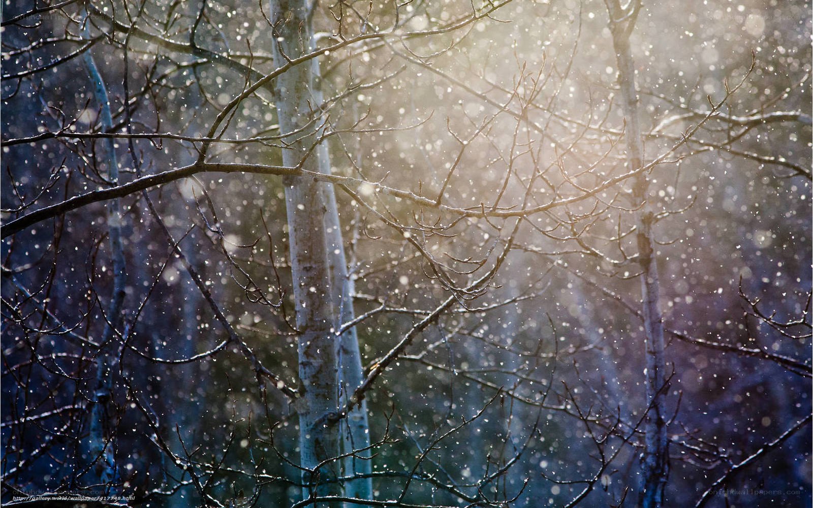 Snowy forest branches