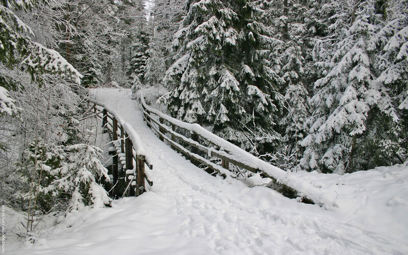 Snowy forest bridge