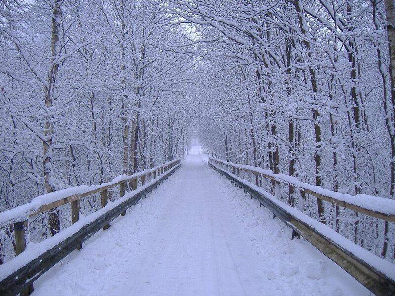 Snowy forest bridge path