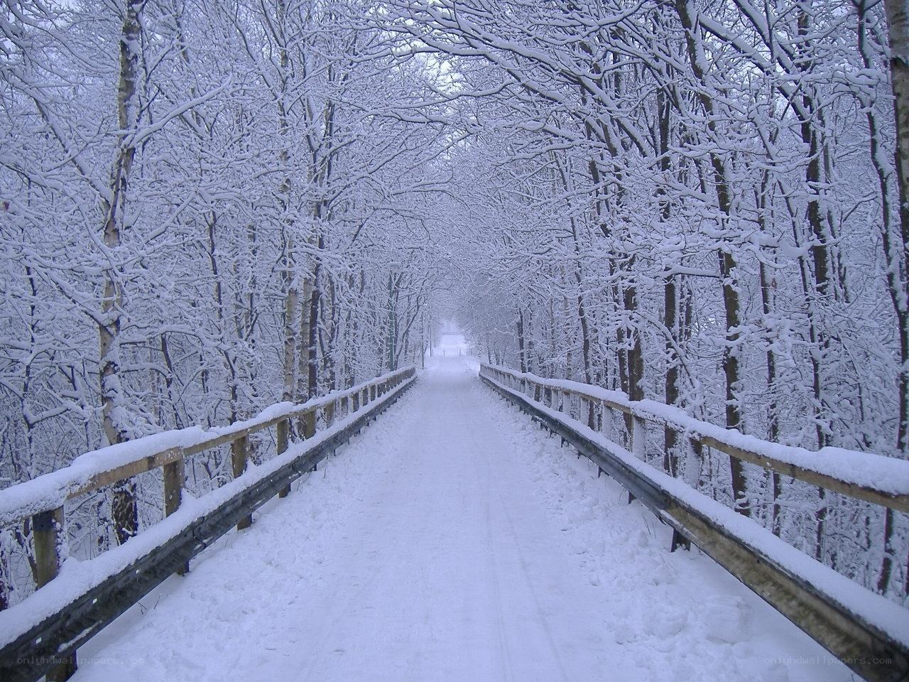Snowy forest bridge path