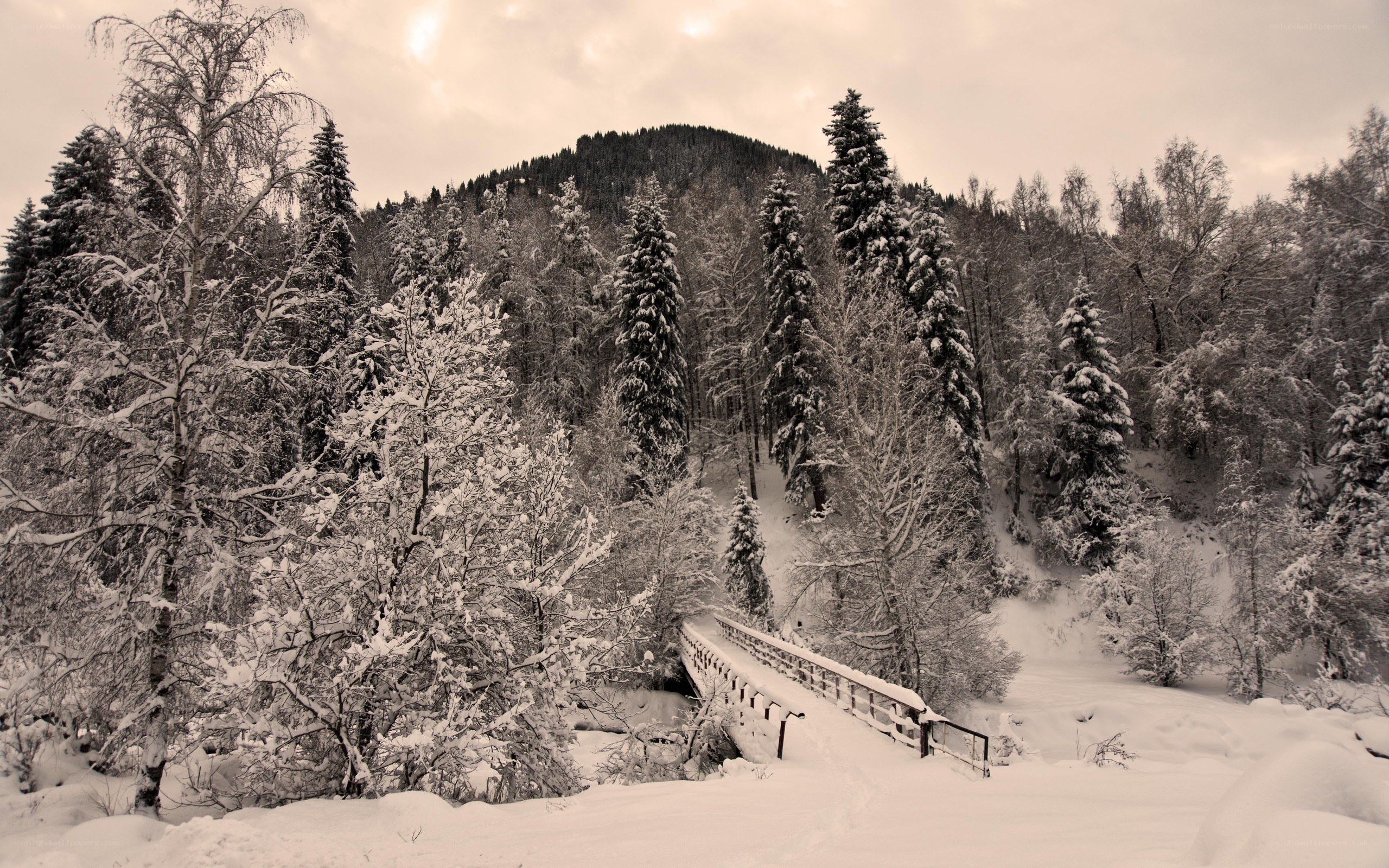 Snowy forest bridge scene